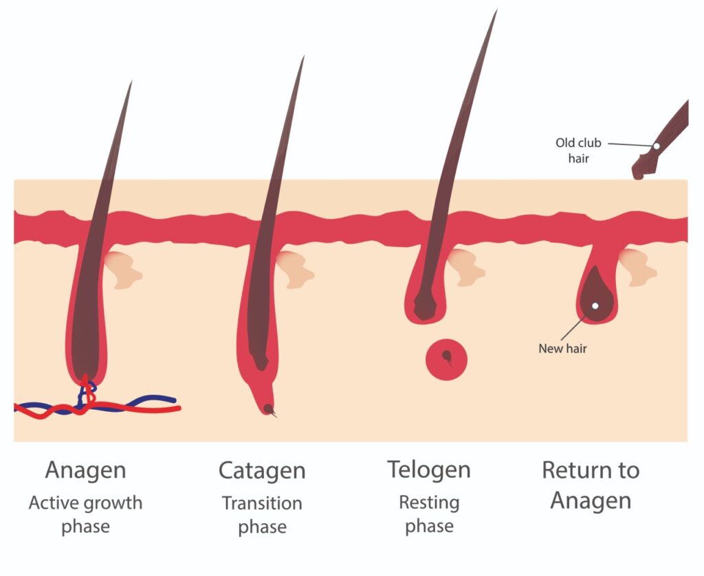 Electrolysis Thermolysis and The Blend - Caldwell Place Clinic ...