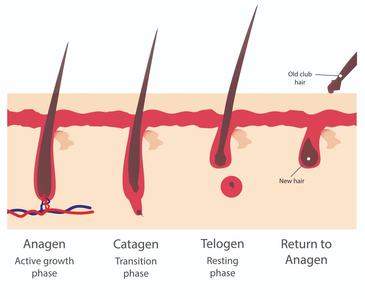 Anagen, Catagen and Telogen Hair Growth Cycles