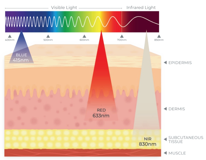 Dermalux LED varying depths of light absorption in skin